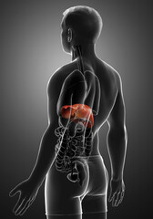 3d rendered, medically accurate illustration of male  Liver Anatomy