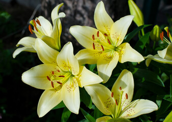 

big beautiful yellow lily flowers