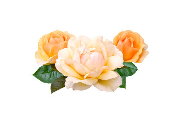 yellow rose flowers isolated on white background