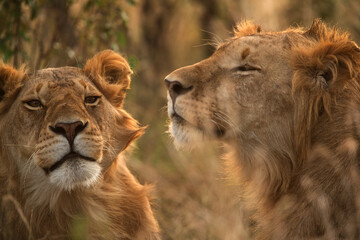 Lion and Lioness in the evening light, Masai Mara