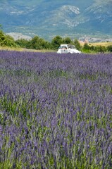 Lavender field in Provence, Valensole, France, white vintage car, mountains in the background