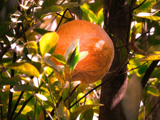 Fruta Mexerica