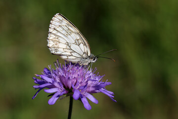 Melanargia galathea - A marbled white butterfly nectaring on a scabious flower
