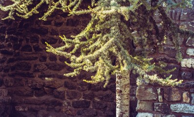 Closeup shot of larch branches on tree