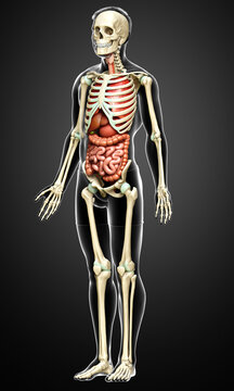 3d rendered medically accurate illustration of male  Internal organs and skeleton system