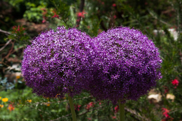 Obraz premium Purple flower outdoors 