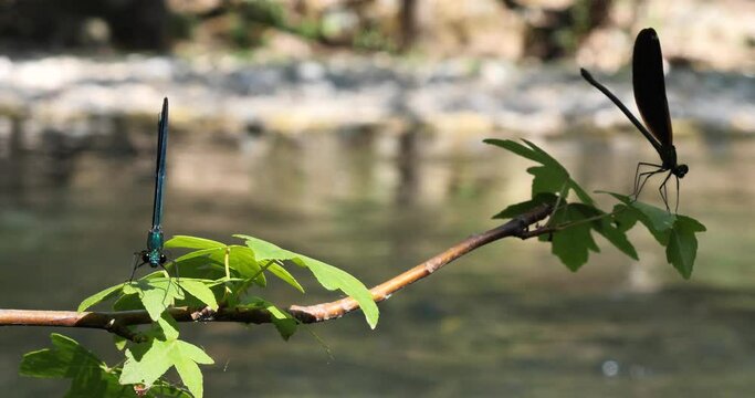 slow moton blue dragonfly by river amazing color by nature 