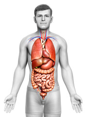 3d rendered medically accurate illustration of male  Internal organs