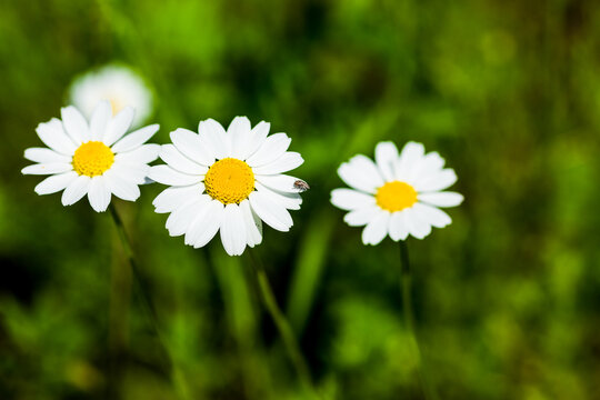 Three large white daisies grow on green meadow on a warm sunny summer day. Soft focus and close-up view. Bright yellow stamens with tender pollen. On the petal of one of the daisies sit the bug