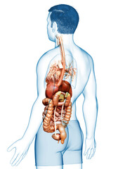3d rendered medically accurate illustration of male Digestive System