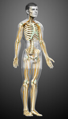 3d rendered medically accurate illustration of the nervous system and skeleton system