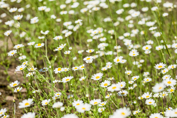  There are lots of bright white daisies growing on green meadow on hot sunny summer day. On thin green stems are white petals and bright yellow stamens with tender pollen. Blurred differential focus