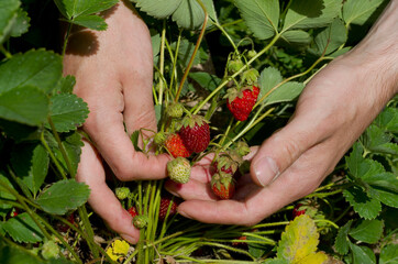Naklejka na ściany i meble The real farming man's hands collecting strawberries, on the field, eco farming, natural, russia