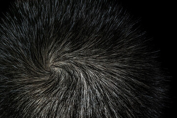 The texture of the hair on the human head. Macro. The crown of the head of a man with beautiful hair twisted into a spiral.