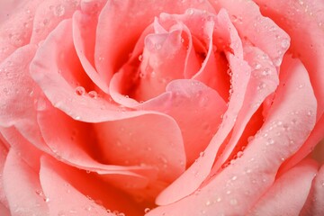 Close up of water drop on pink rose.