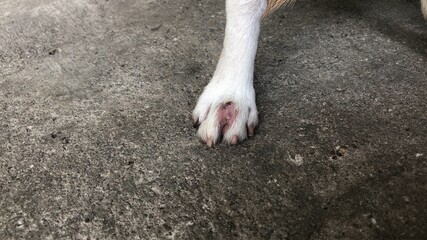 Concept of Treatment of early symptoms and skin diseases in dogs. Foot of Chihuahua's dog's, make a mess with violet color from Gentian violet,due to infection, fungus on the toe of the dog.