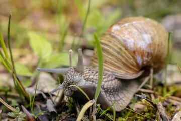 Snail in the forest