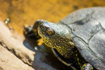 European marsh turtle in a swamp close-up. Reptiles.