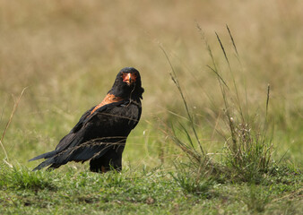 Beautiful Bateleur eagle, Masai Mara