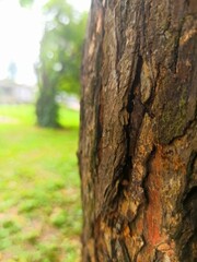 Obraz premium bark of a tree