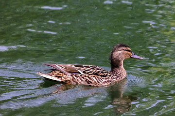 Obraz premium Female wild mallard duck is swimming in the lake. Wild environment of migratory birds.