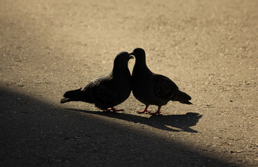 Fototapeta premium Silhouettes of pigeons. Street bird. pigeons kiss, coo.