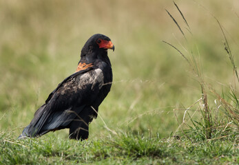 Bateleur eagle perched on the ground, Masai Mara