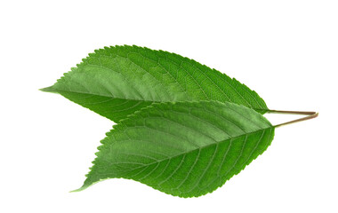 Fototapeta premium Cherry leaves isolated on white background.