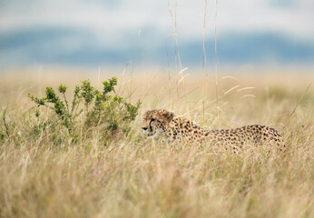Cheetah in the Savannah grasses, Masai Mara