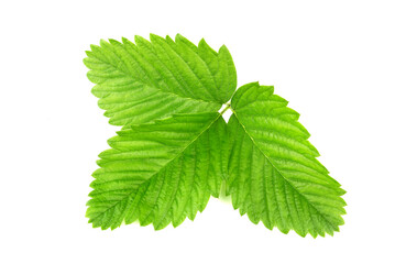 Strawberry leaves isolated on white background.