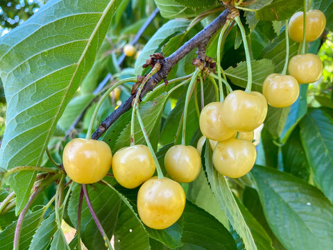 Yellow and sweet cherries on a branch just before harvest in early summer.