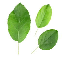 Apples leaves isolated on white background.