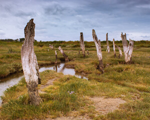 Marsh water, rocks and dead trees in Thornham Old Harbour