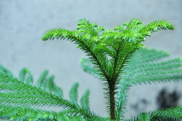 A close-up photo of a green pine needle. A small trunk of a young tree. 