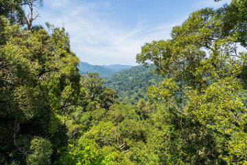 Fototapeta na wymiar Ulu Temburong National Park