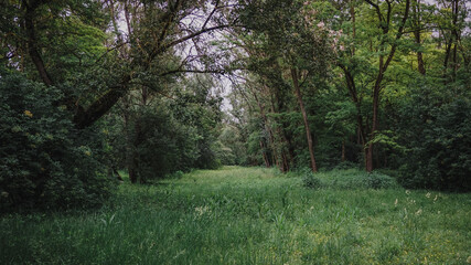 Forêt Feyssine