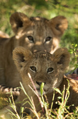 Lioness cubs sitting inside bushes, Masai Mara