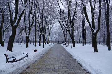 Bench in the winter park