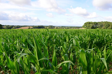 Corn Fields in England in early July