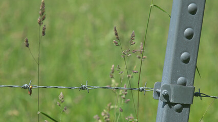 barbed wire fence in field