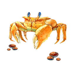 Crab. Sea background. Watercolor illustration on white background.