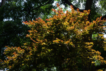 Fototapeta na wymiar Colorful leaves outdoors