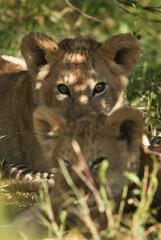 Lion cubs relaxing in the shade of bushes, Masai Mara