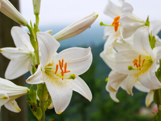 Beautiful white lilies , Lilium candidum