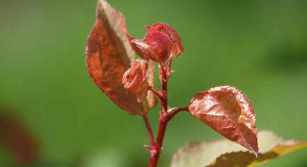 Young apricot branches