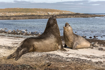 Southern Elephant Seal juvenile pair play fighting