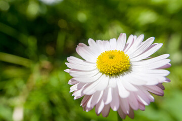 a flower with many yellow white and pink petals