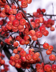 Paradise apples on a branch