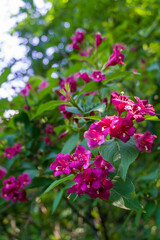 Obraz premium pink flowers on a shrub