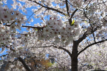 cherry blossoms